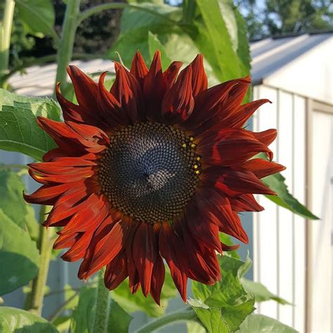 red prada sunflowers|red sunflower seed eater.